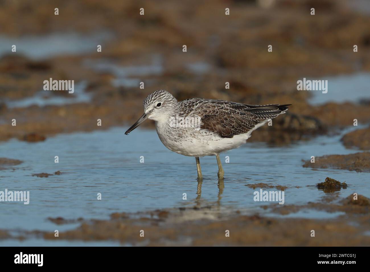 Greenshank migra per sfuggire ai difficili ambienti invernali in cui si riproducono. Lanzarote si trova sulla e location, anche sui percorsi migratori. Foto Stock