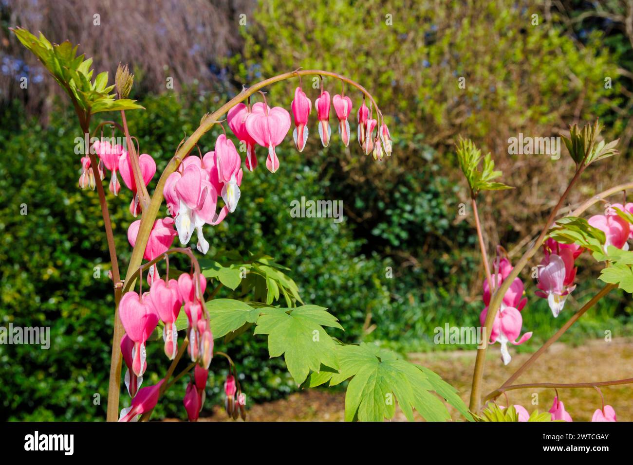 Fiori rosa a forma di cuore e petalo bianco a goccia di Lamprocapnos spectabilis (precedentemente Dicentra spectablilis) che sanguina la pianta del cuore in primavera Foto Stock