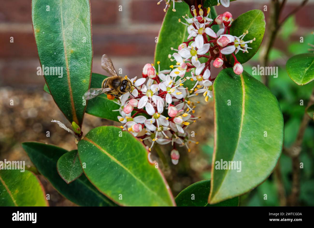 Un'ape raccoglie il polline in un cesto di polline o corbicula dalle panicole di un arbusto di Skimmia japonica "Rubella" che fiorisce in un giardino nel Surrey in primavera Foto Stock