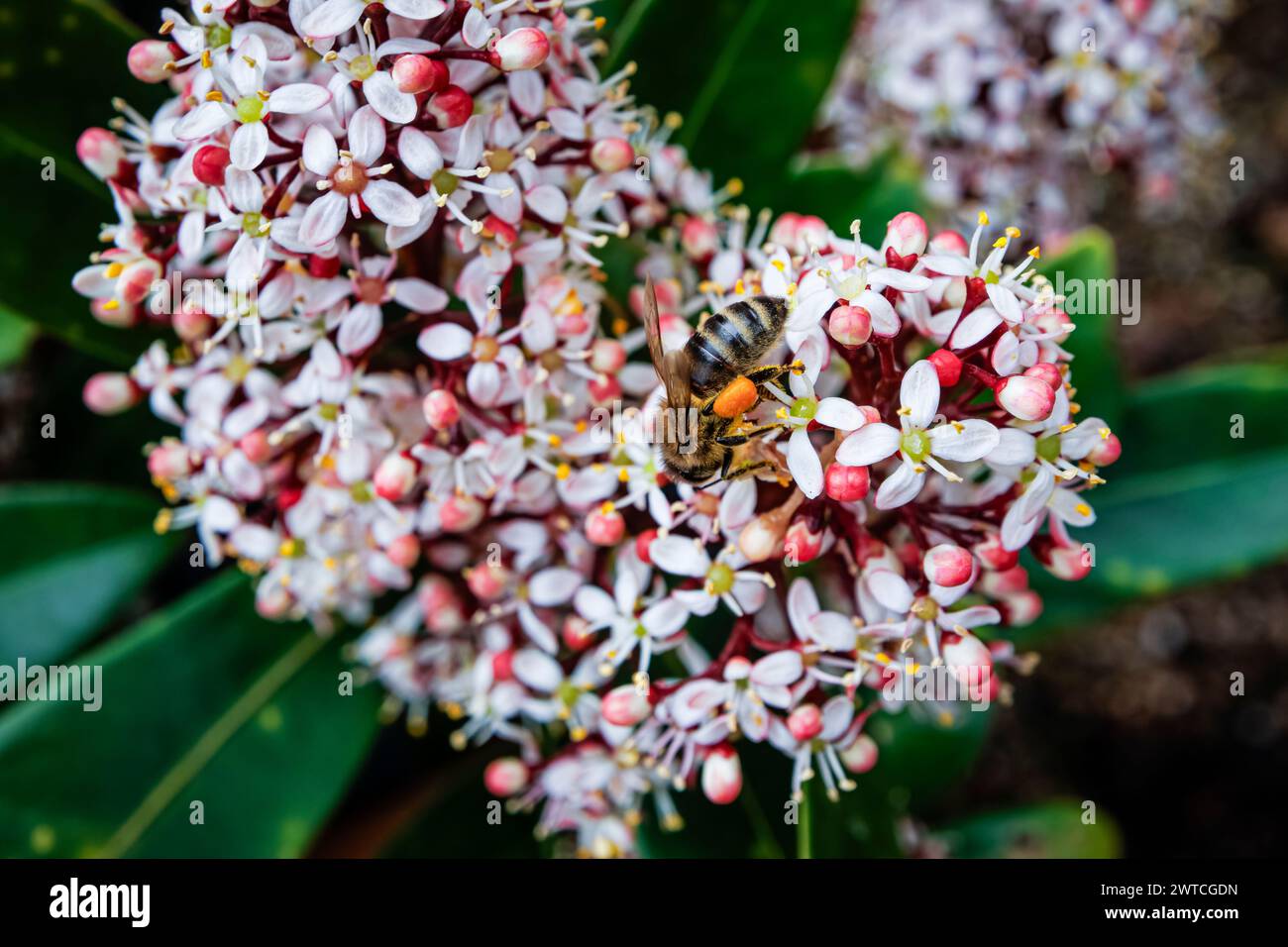 Un'ape raccoglie il polline in un cesto di polline o corbicula dalle panicole di un arbusto di Skimmia japonica "Rubella" che fiorisce in un giardino nel Surrey in primavera Foto Stock