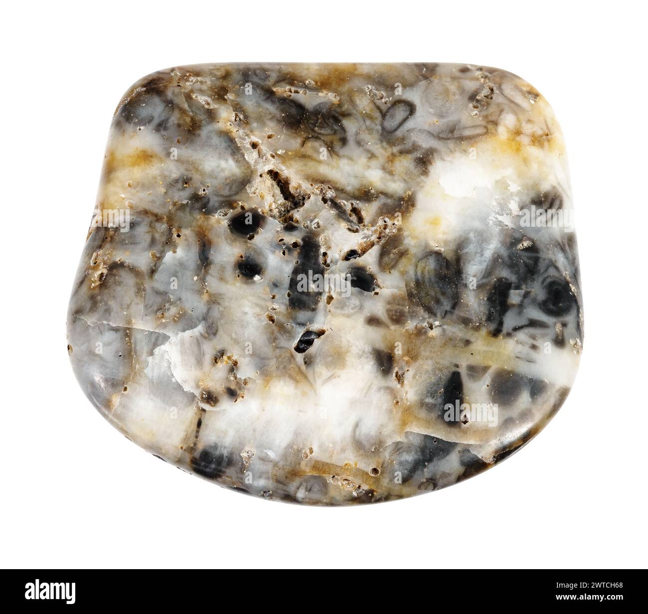 campione di intaglio minerale di oncolite naturale lucidato su sfondo bianco Foto Stock