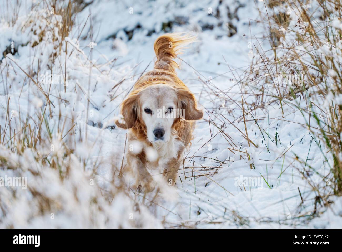 Il cane da spaniel Golden cocker che cammina attraverso la neve e la campagna innevata Foto Stock