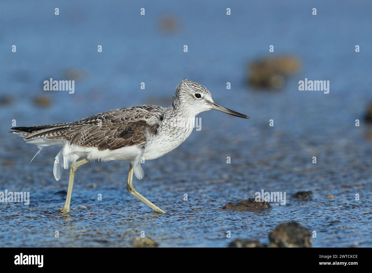 Greenshank migra per sfuggire ai difficili ambienti invernali in cui si riproducono. Lanzarote si trova sulla e location, anche sui percorsi migratori. Foto Stock