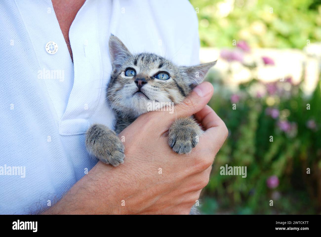 Piccola tabby cat in mano d'uomo. Foto Stock