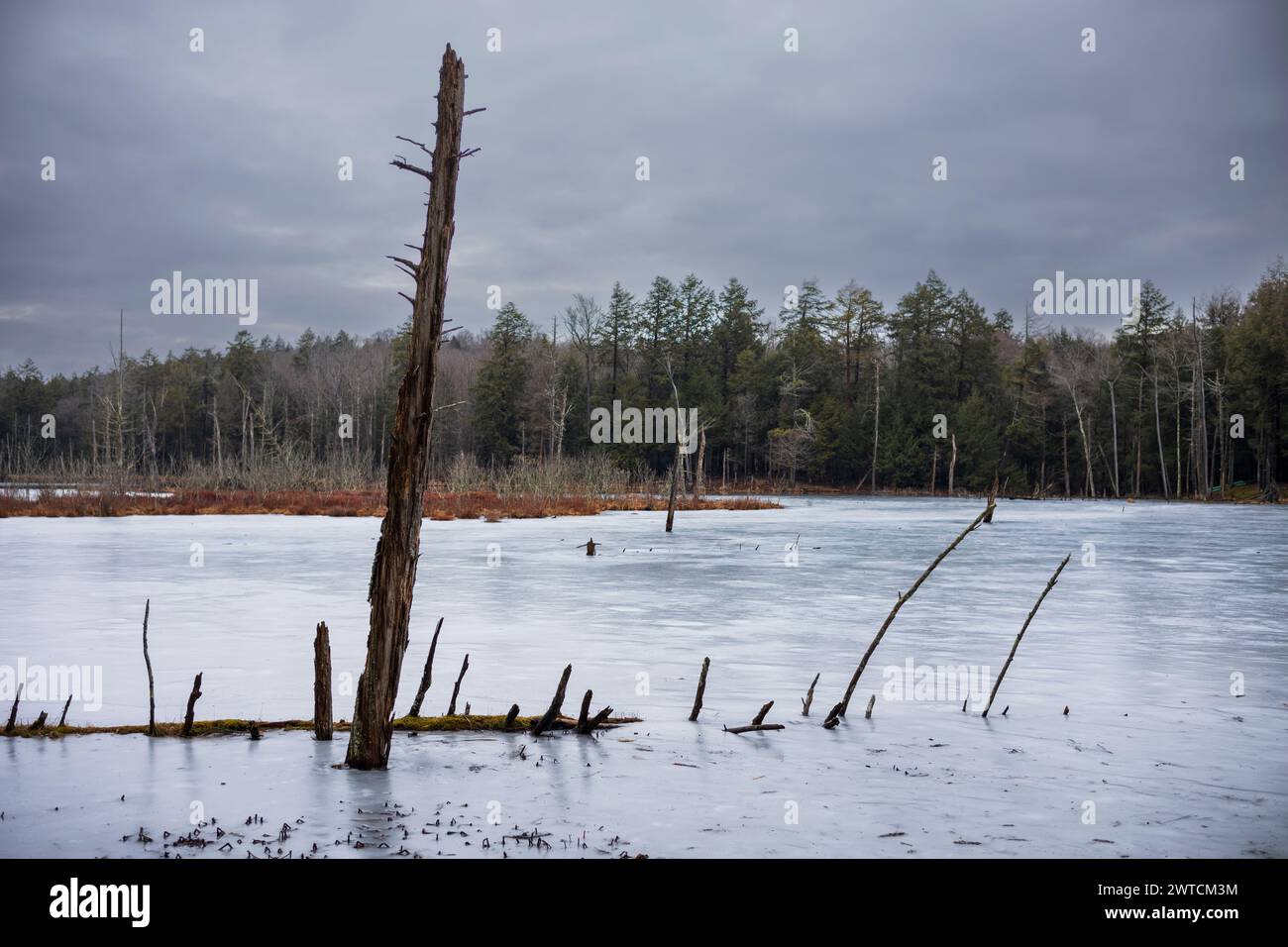 La Woodbourne Forest and Wildlife Preserve, appena a sud di Montrose, Pennsylvania, fotografata durante una giornata invernale nuvolosa. I tronchi d'albero morti sono alti Foto Stock