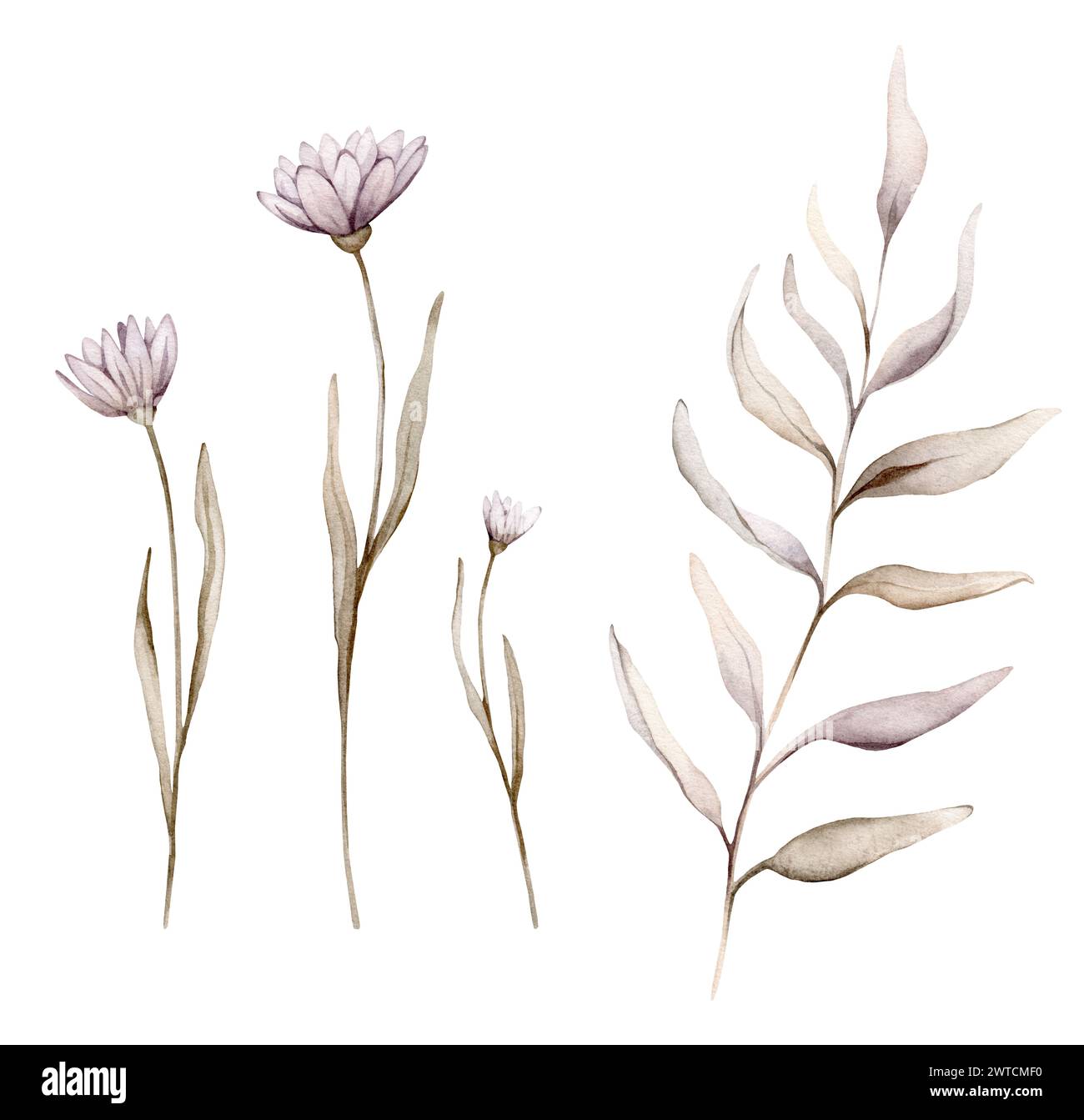 Set di fiori e rami illustrativi botanici autunnali ad acquerello. Illustrazione floreale autunnale. Vibrazioni cadenti. Disegno dipinto a mano isolato su bianco Foto Stock