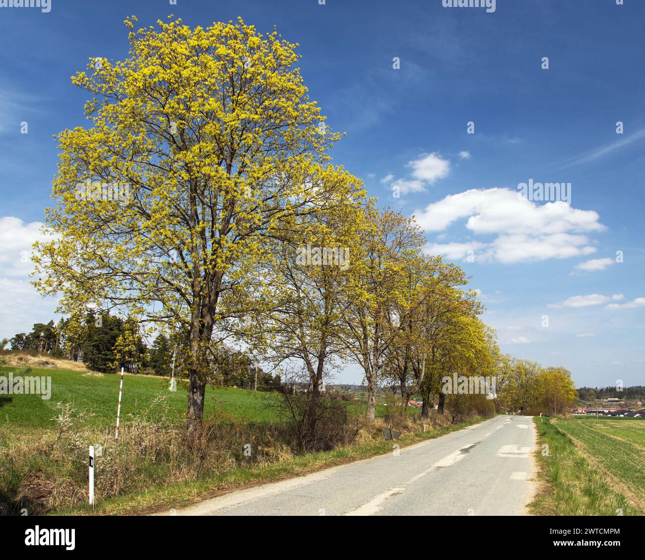 Strada con viuzze di alberi d'acero in fiore e un bel cielo, paesaggio primaverile Foto Stock