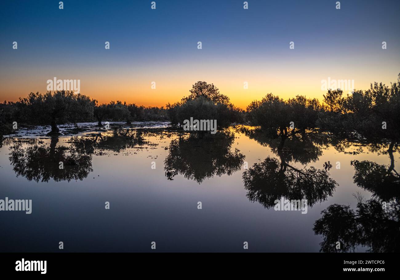 Un uliveto inondato dopo la pioggia non stagionale al crepuscolo a Mahdia, Tunisia Foto Stock