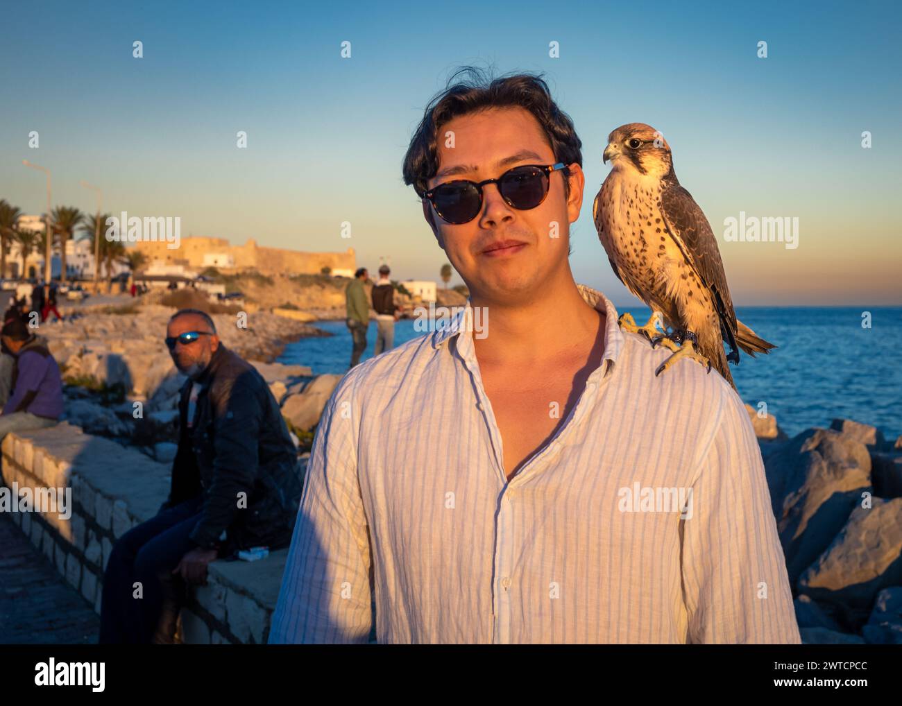 Un Barbary Faclon, o Peregrine Falcon, si trova sulla spalla di un turista occidentale maschile vicino al Mar Mediterraneo a Mahdi, in Tunisia. Foto Stock
