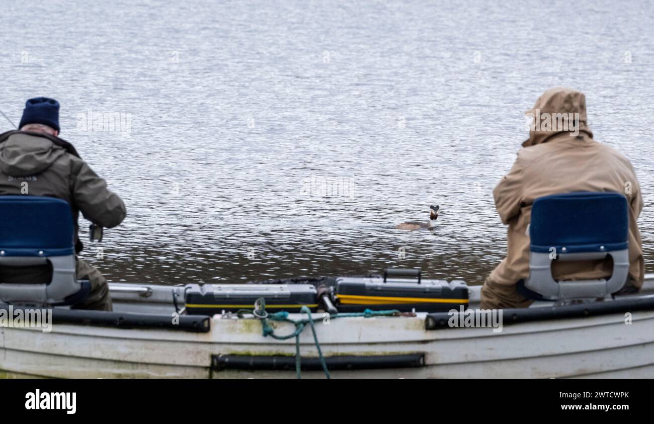 A Great Crested Grebe Passing Fishermen on Linlithgow Loch, Scotland, UK Foto Stock