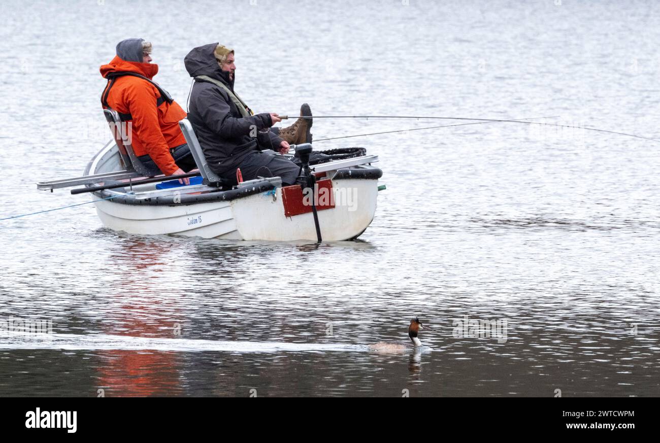 A Great Crested Grebe Passing Fishermen on Linlithgow Loch, Scotland, UK Foto Stock