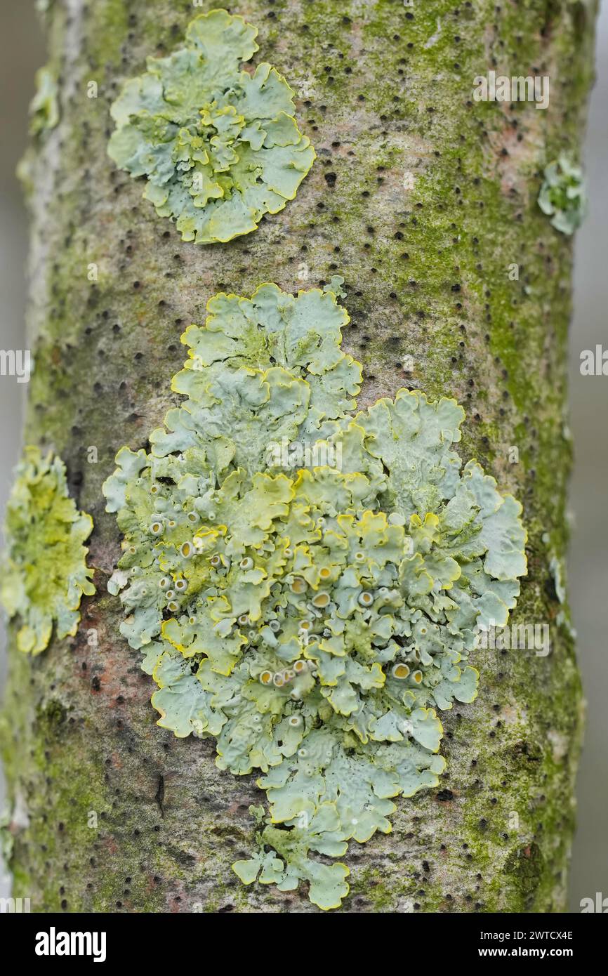 Primo piano verticale naturale su un lichene arancio comune , Xanthoria parietina su un ramo Foto Stock