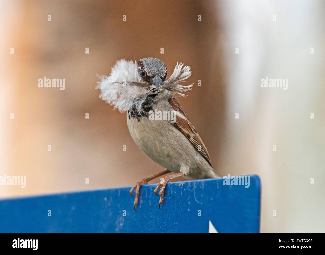 Il passero domestico era arroccato sulla cima del cartello blu con i semi di filo interdentale di seta nido di materiale da costruzione in bocca Foto Stock