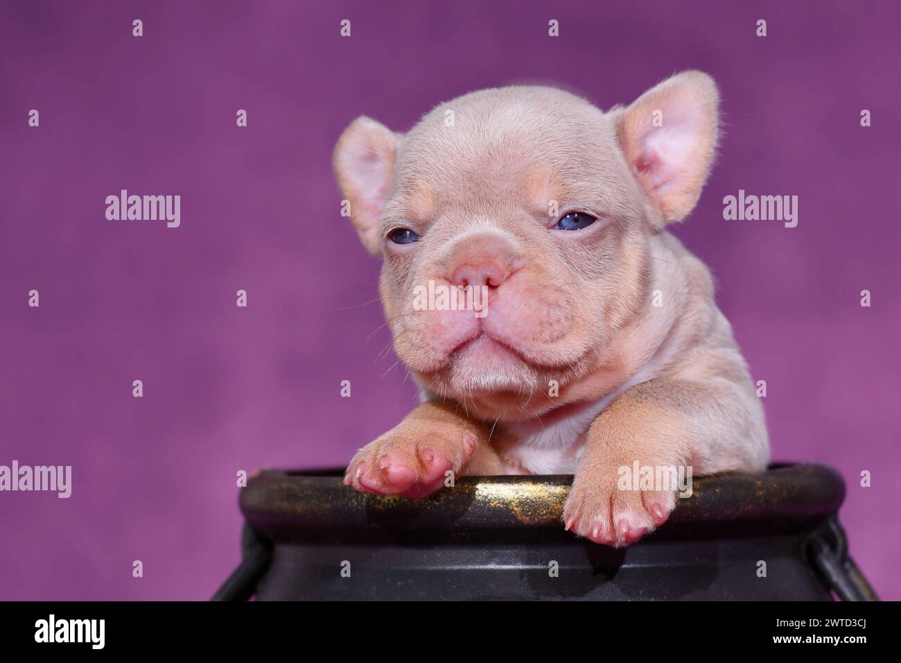 Nuovo cucciolo di cane Bulldog francese Shade Isabella Orange Tan su sfondo viola Foto Stock