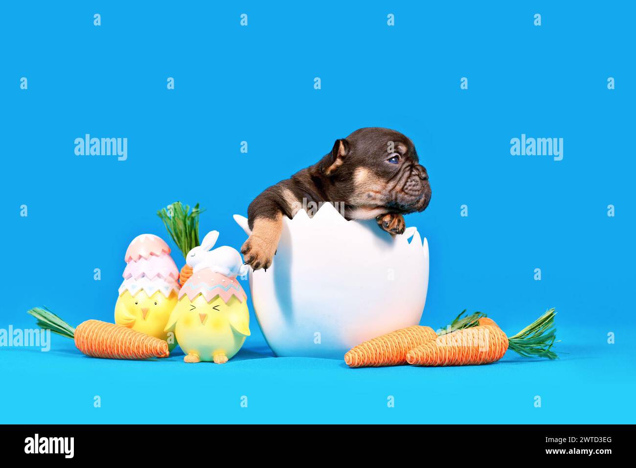 Simpatico cucciolo di cane Bulldog francese Black Tan con guscio d'uovo e decorazione pasquale su sfondo blu Foto Stock
