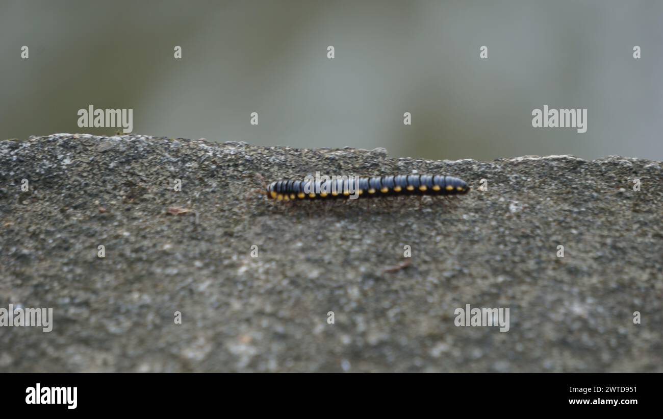 La talpa stellare (Oxidus gracilis) è una specie di millipede della famiglia paradoxosomatidae. Foto Stock