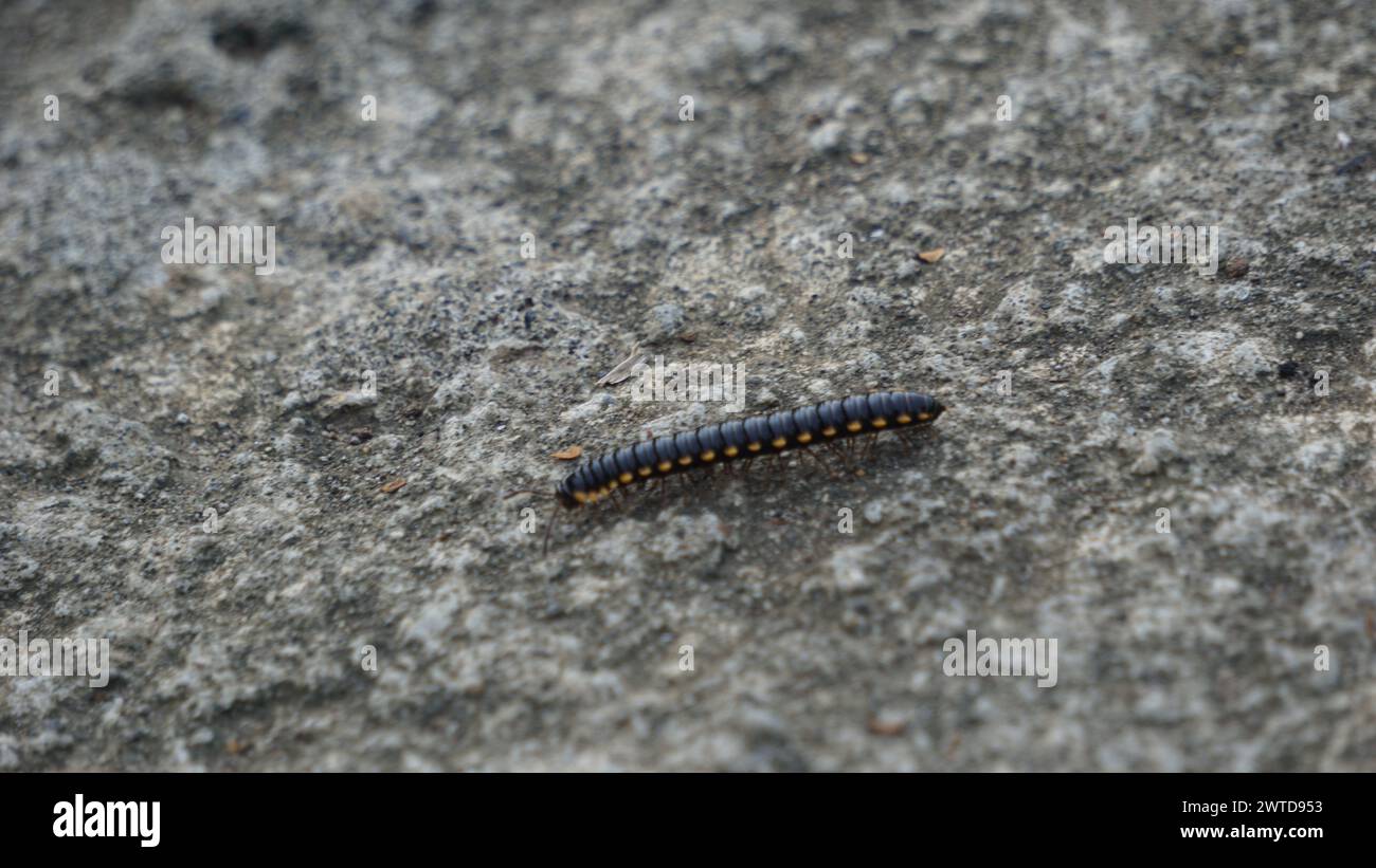 La talpa stellare (Oxidus gracilis) è una specie di millipede della famiglia paradoxosomatidae. Foto Stock