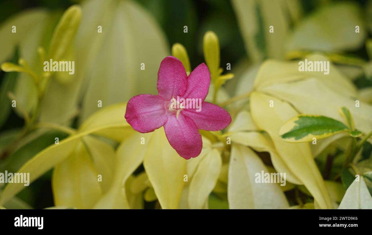 Ravenia spectabilis (Lemonia spectabilis, Ravenia rosea) variegata è un arbusto ornamentale che produce fiori spianati rosa brillante Foto Stock