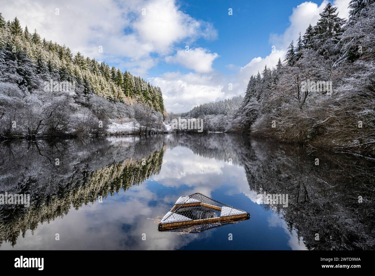 Alberi ghiacciati che circondano il lago Staindale nella foresta di Dalby. Foto Stock