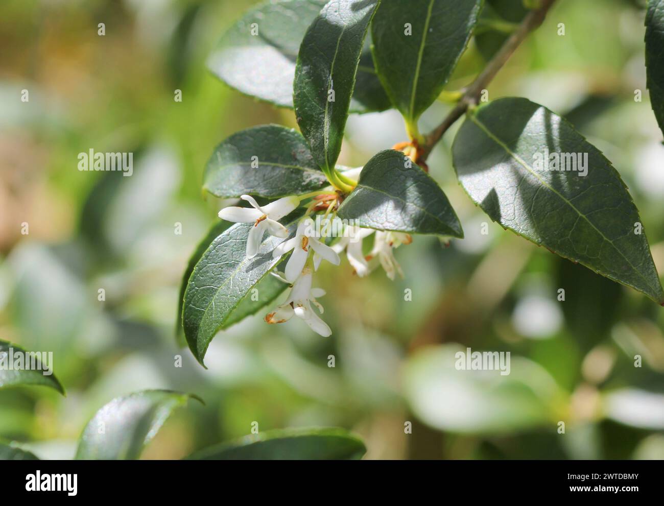 Un primo piano di fiori di Osmanthus x burkwoodii in primavera Foto Stock