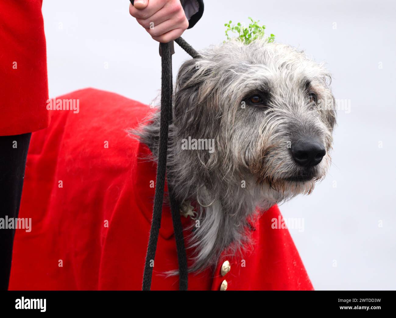 Aldershot, Regno Unito. 17 marzo 2024. Mascotte delle Irish Guards, Wolfhound irlandese di 3 anni, Seamus, sulla Parade Square a Mons Barracks, Aldershot, durante una parata del giorno di San Patrizio. Crediti: Doug Peters/EMPICS/Alamy Live News Foto Stock