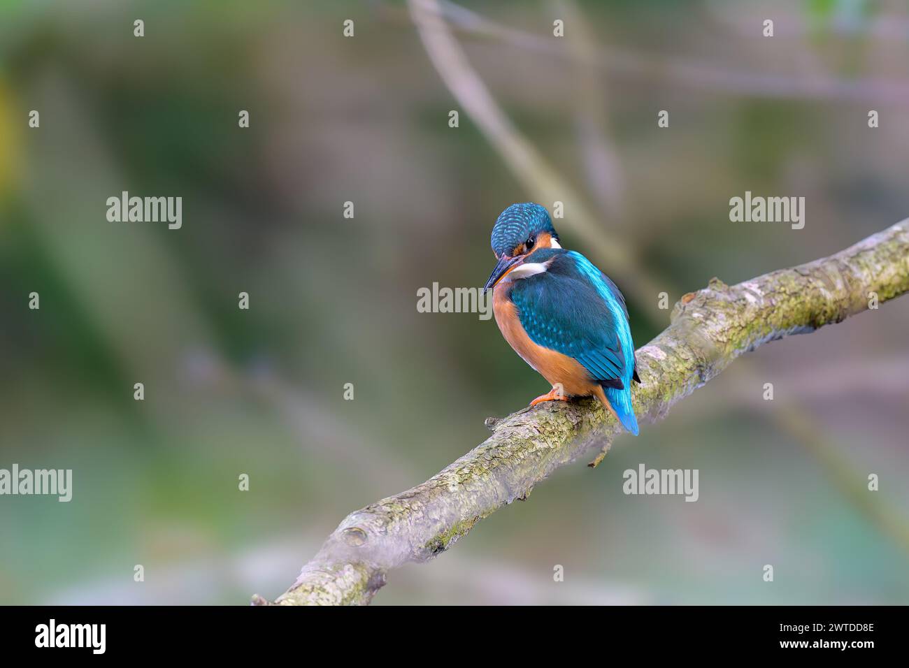 KingFisher, Alcedo atthis, appollaiato su un ramo Foto Stock