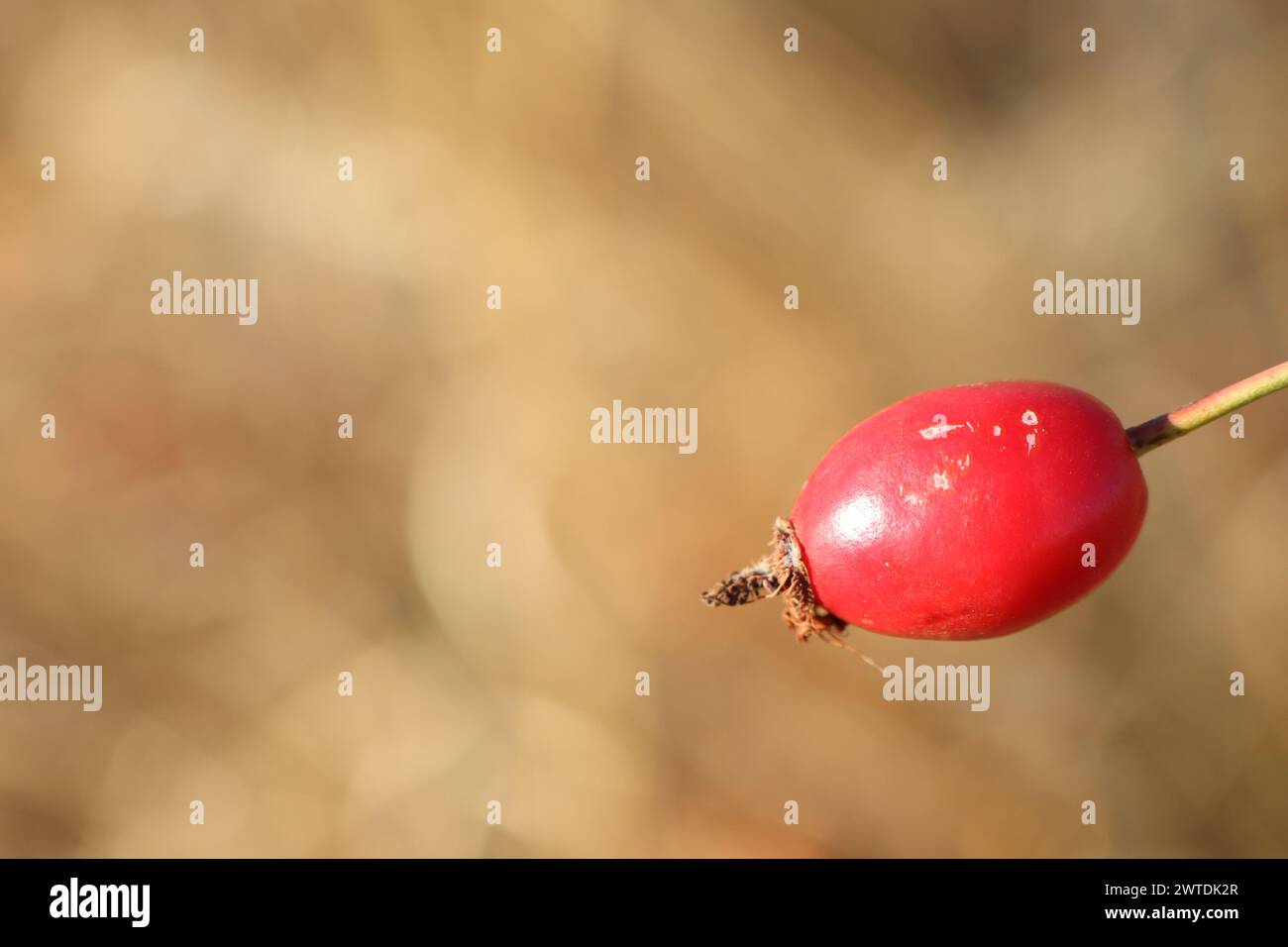 Il primo piano di una bacca di rosehip rossa su un ramoscello di una pianta è una fonte di cibo naturale Foto Stock