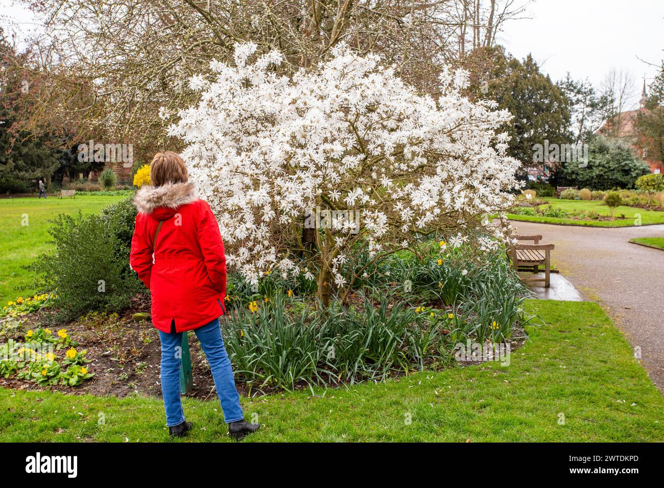 Donna con un cappotto rosso che ammira una Magnolia Stellata bianca in fiore a Grosvenor Park Chester Cheshire Foto Stock