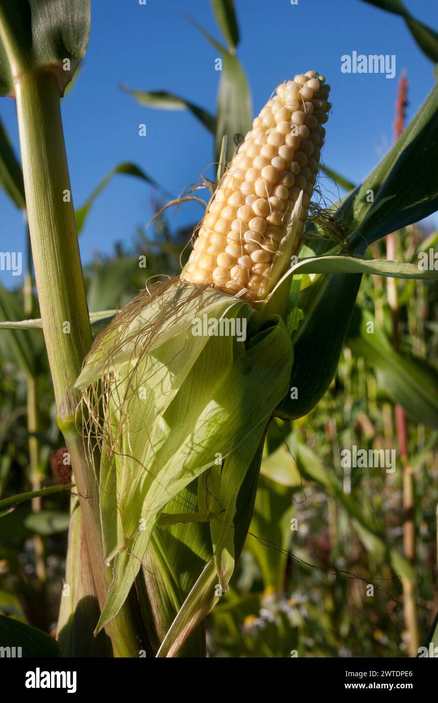 Maturazione di un solo orecchie di mais sul campo, Surrey, Inghilterra Foto Stock