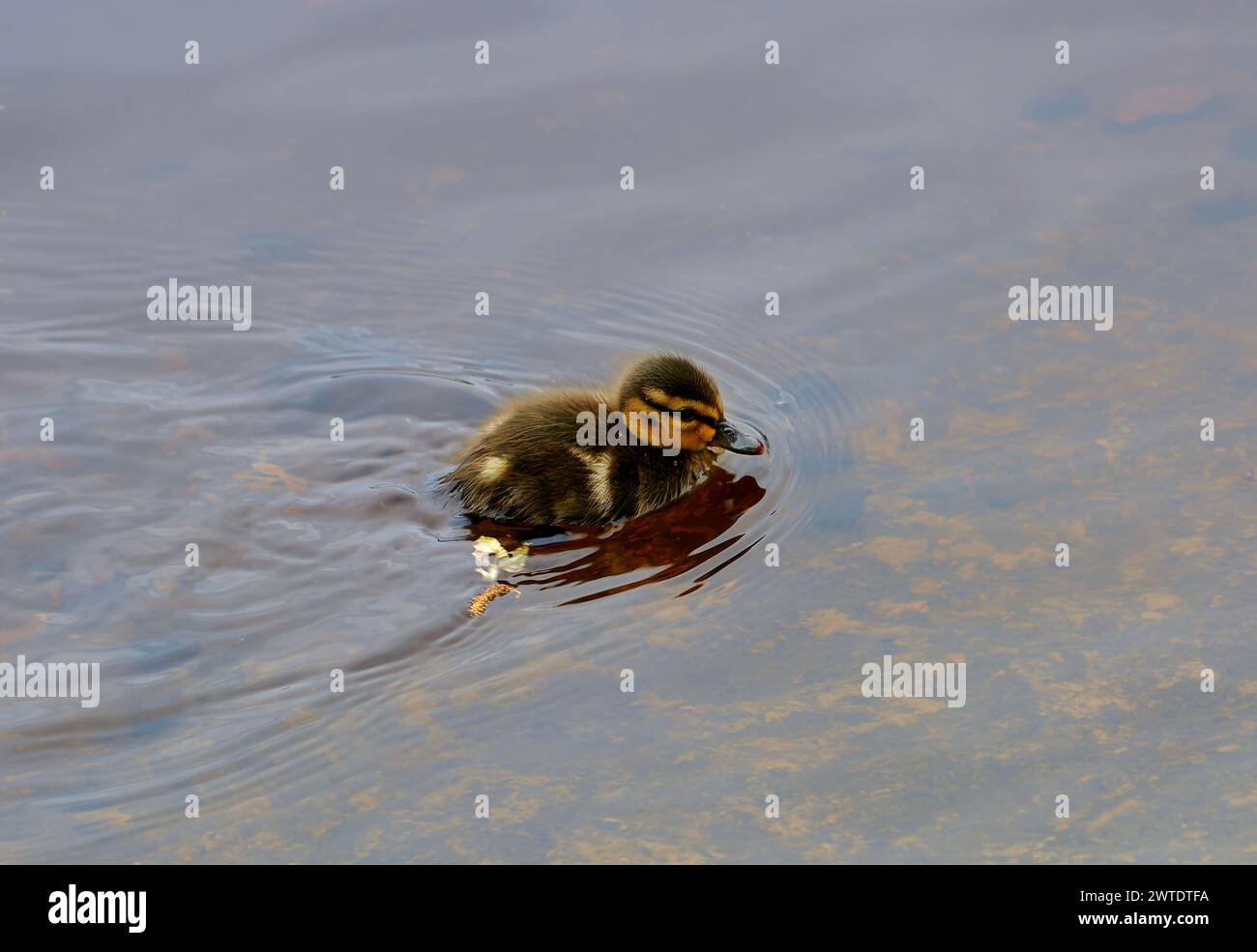 L'immagine di una piccola anatra soffice di un'anatra selvaggia nuota in un bicket sull'acqua Foto Stock