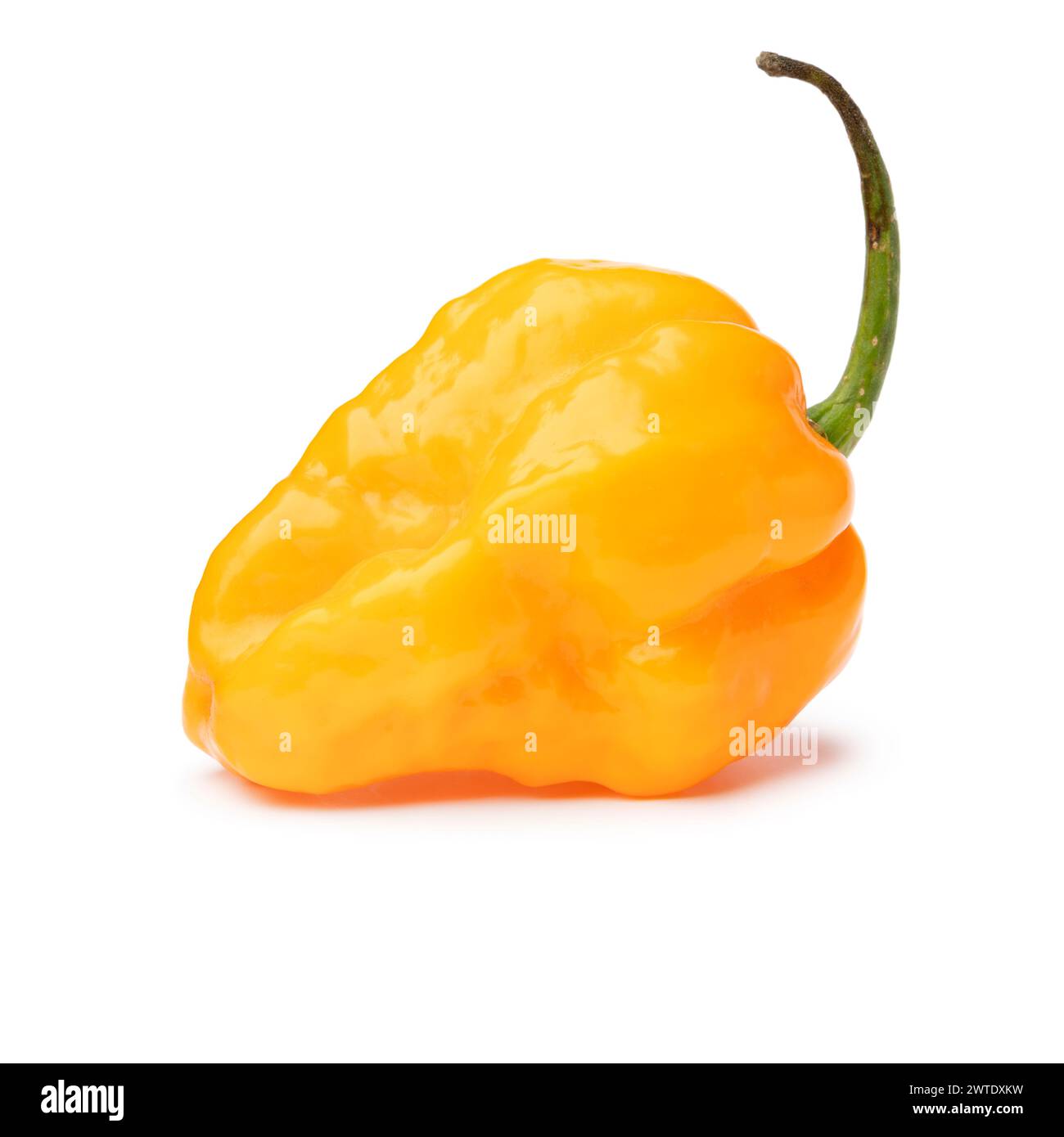 Singolo peperoncino Adjuma giallo crudo, primo piano isolato su sfondo bianco Foto Stock