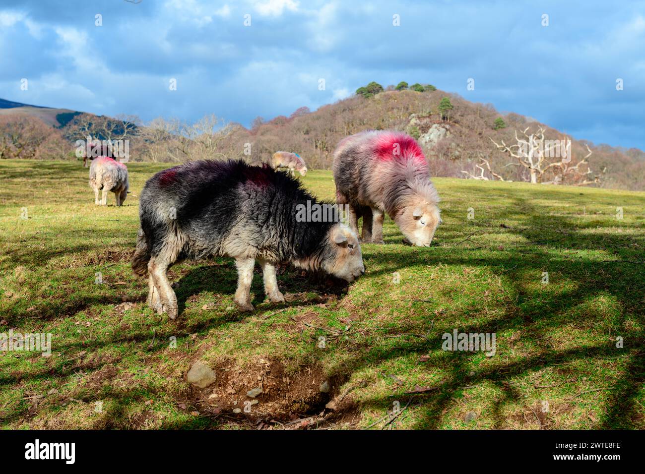 Pecore che pascolano a Strandshag Bay, Derwentwater, Cumbria Foto Stock