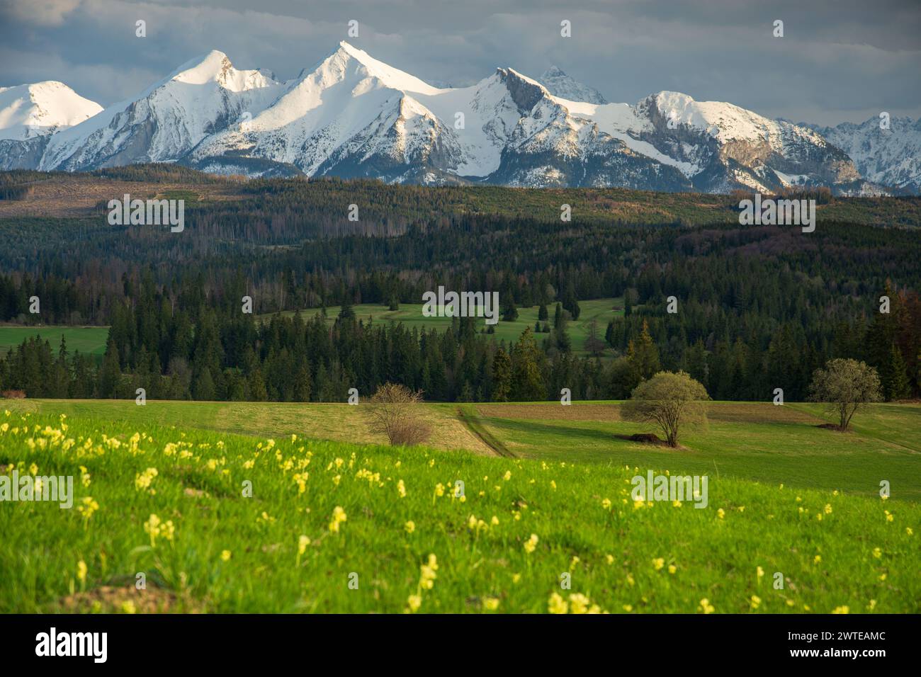 Montagne degli alti Tatra (Vysoke Tatry, Tatry Wysokie), vista del tramonto primaverile con cielo cristallino e fiori gialli ed erba verde in primo piano, Foto Stock