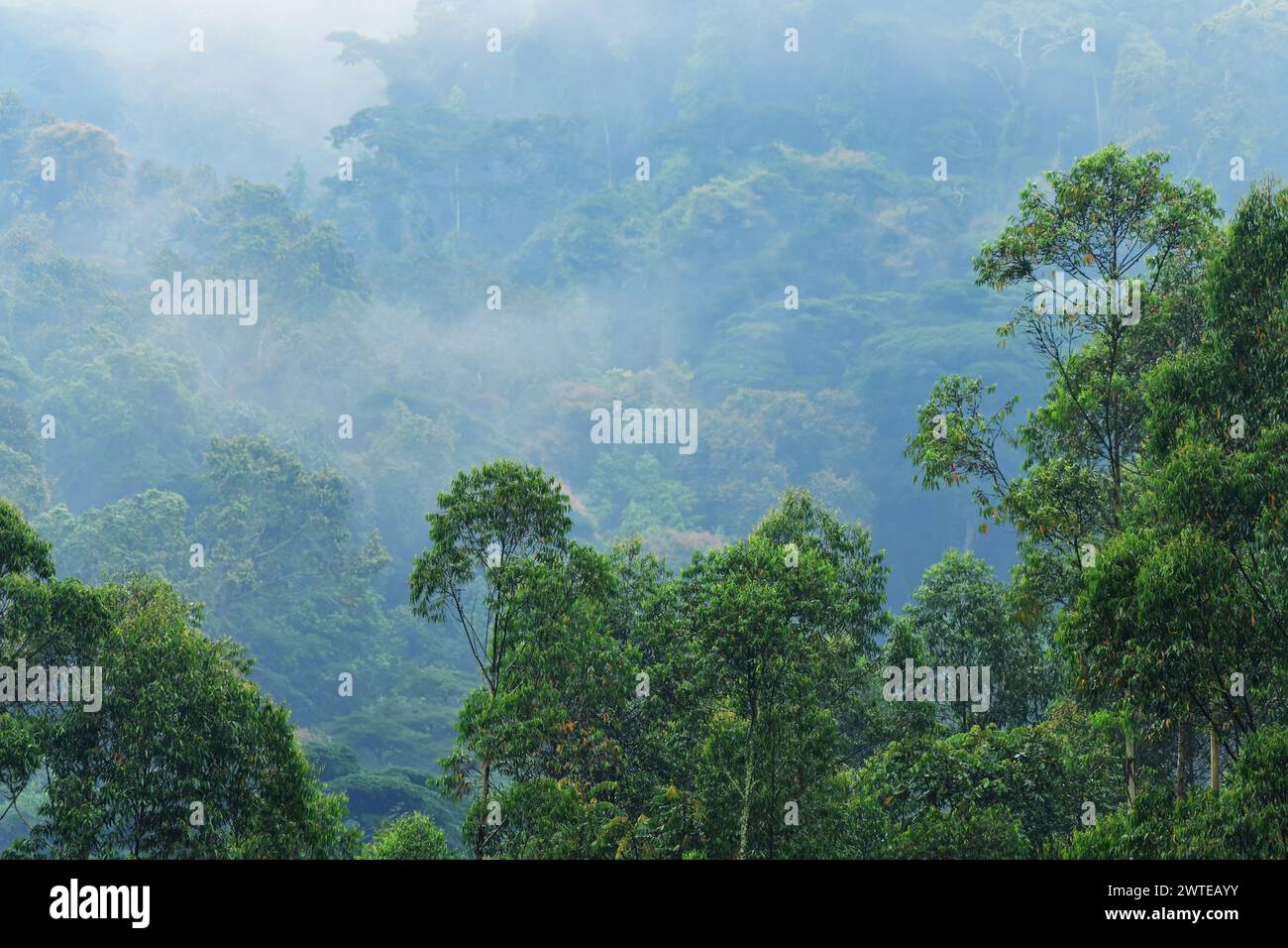 Nebbia mattutina nella magnifica foresta impenetrabile di Bwindi, Uganda Foto Stock