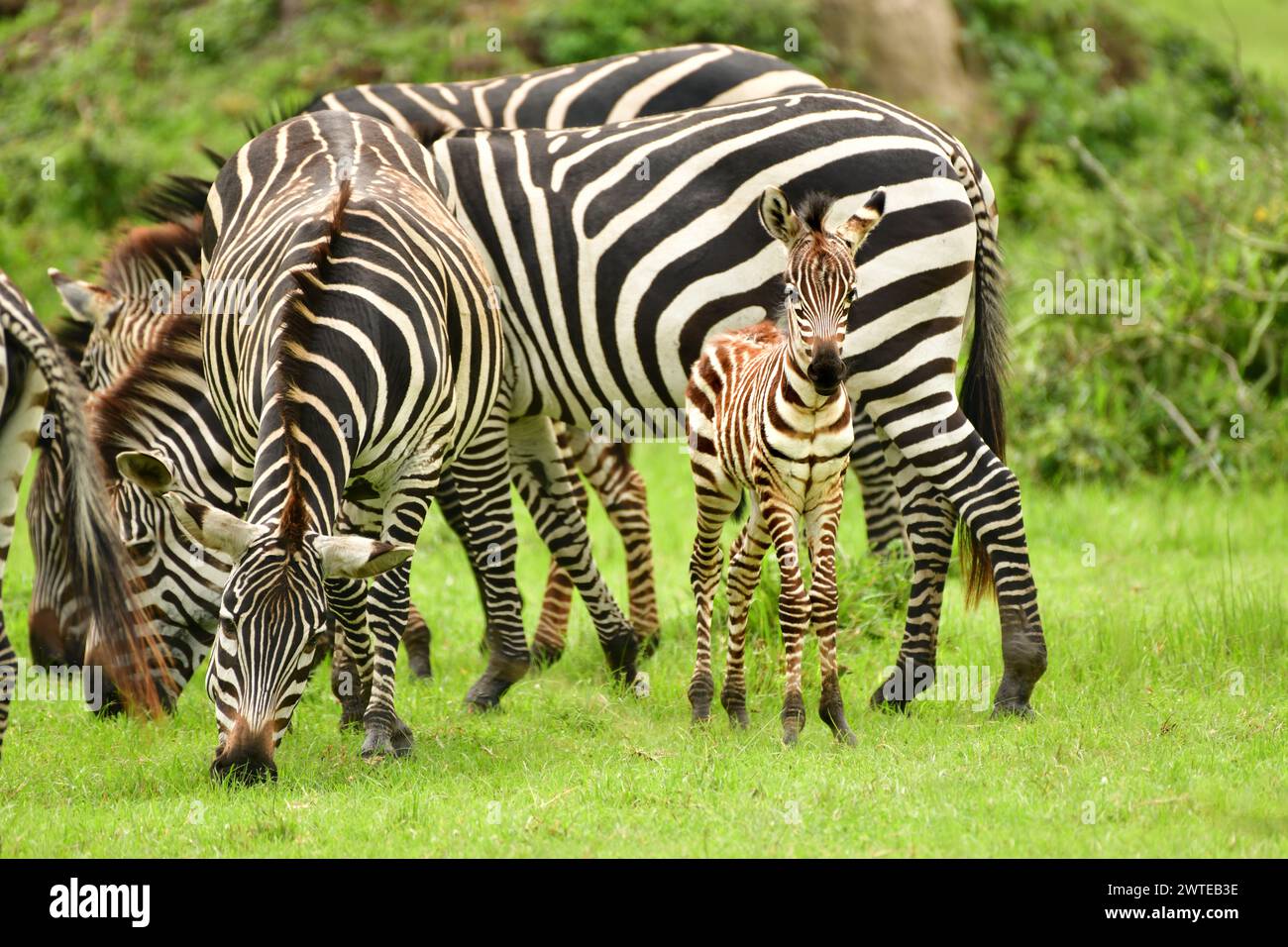 Mandria di Zebre (Zebra di Burchell) con Foal nel Parco Nazionale del Lago Mburo, Uganda Foto Stock