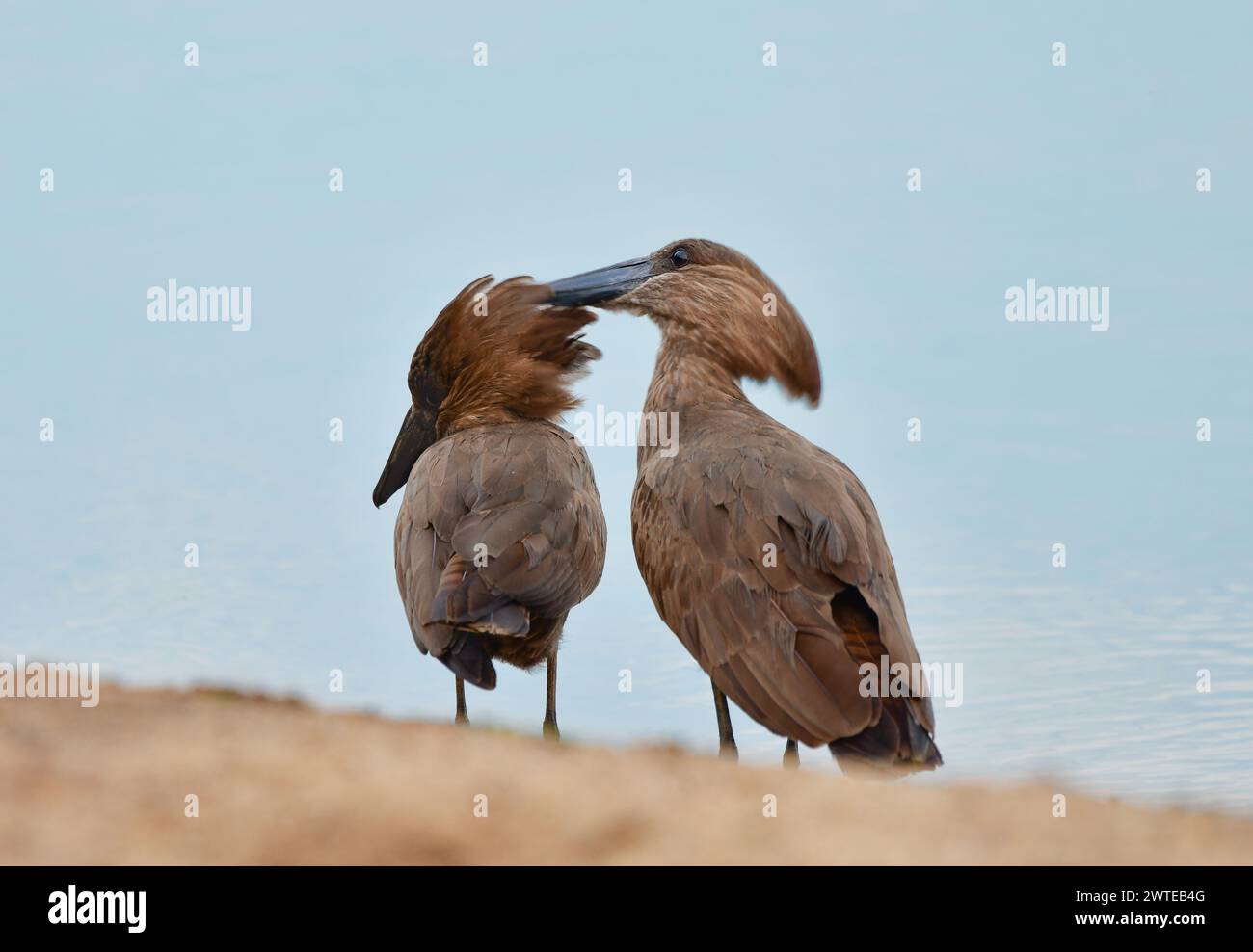 Due Hammerkops (Scopus umbretta) nella stagione degli accoppiamenti. L'uccello maschio sta preparando la piuma della femmina dopo l'accoppiamento. Lago Victoria, Uganda Foto Stock