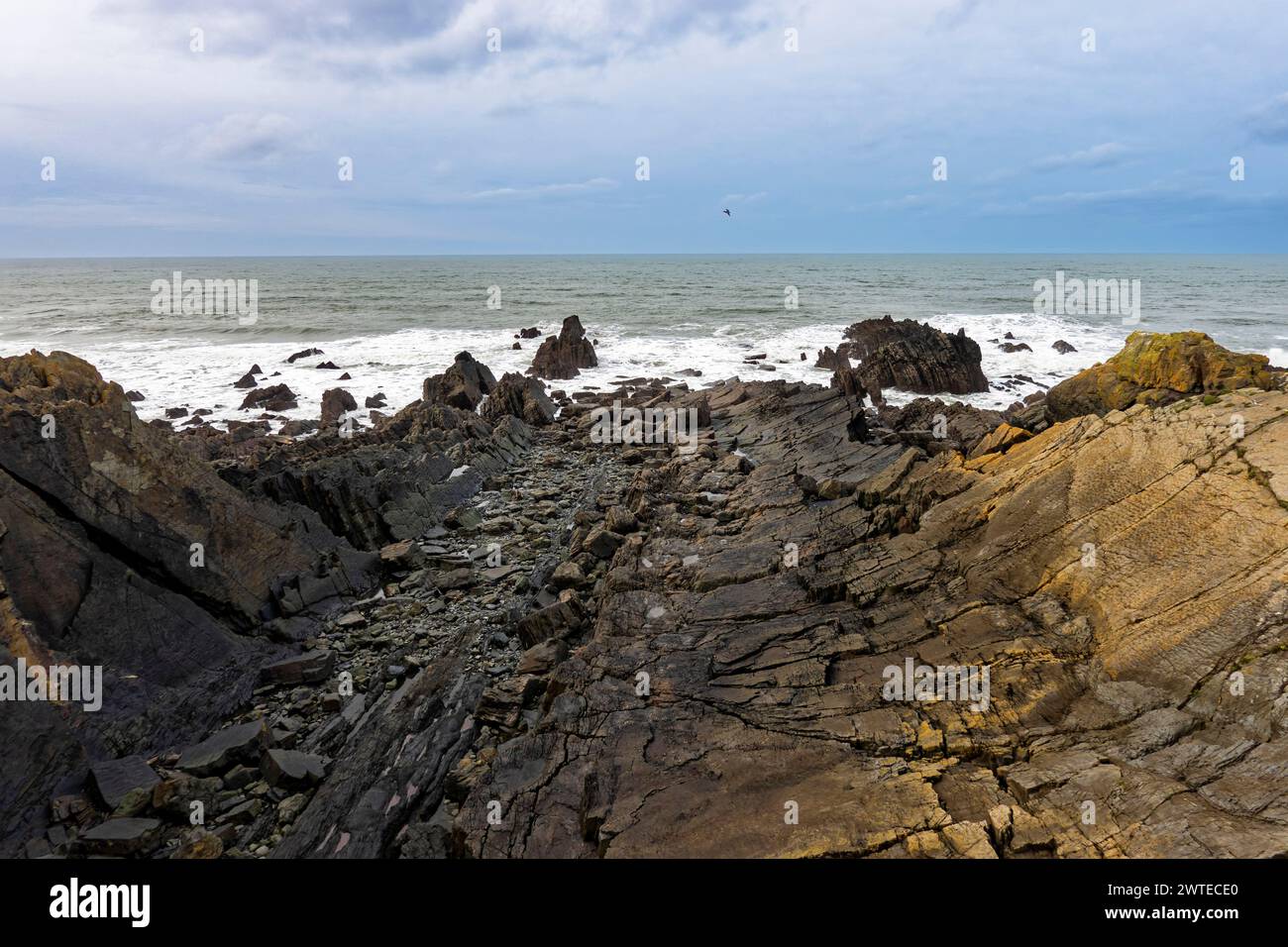 Formazioni rocciose della formazione Crackington della Devon Heritage Coast con bassa marea a Hartland Quay, Devon Foto Stock