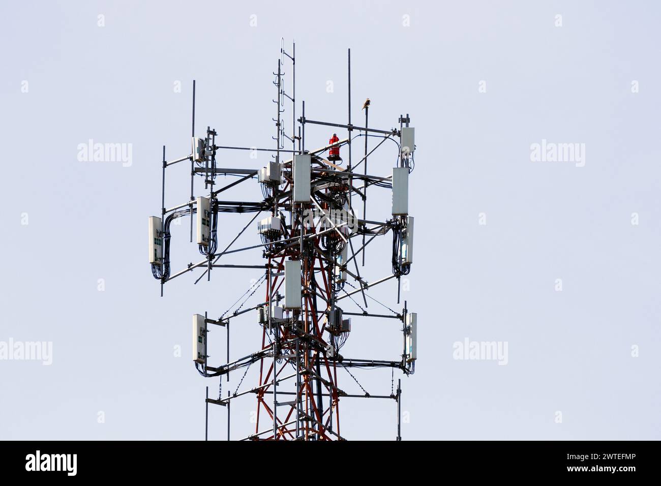 Una torre cellulare situata nel sud-ovest dell'Ontario, Canada. Foto Stock