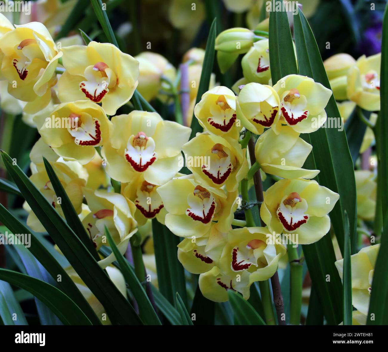 Cymbidium Orchid 'Rocco Tower', Orchidaceae. Foto Stock
