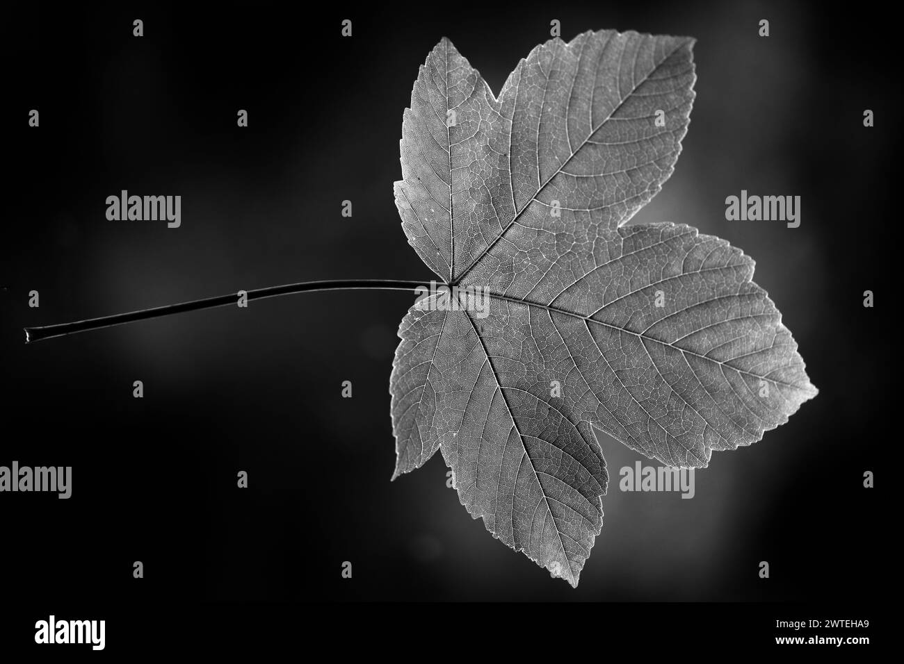 foglia d'acero in bianco e nero Foto Stock