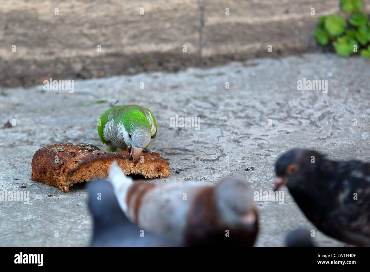 Un piccolo pappagallo grigio=verde mangia un pezzo di pane sul terreno, davanti a tre piccioni sfocati, area urbana Foto Stock