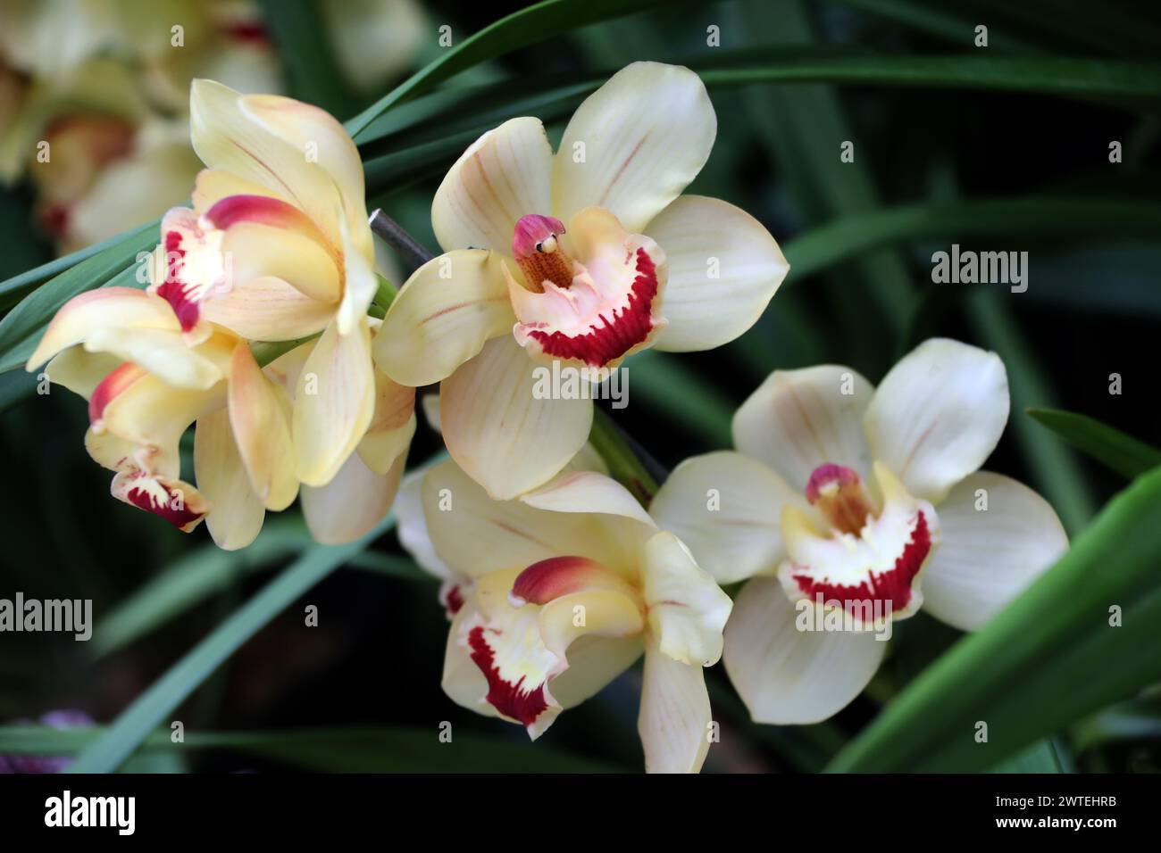 Cymbidium Orchid 'Rocco Tower', Orchidaceae. Foto Stock