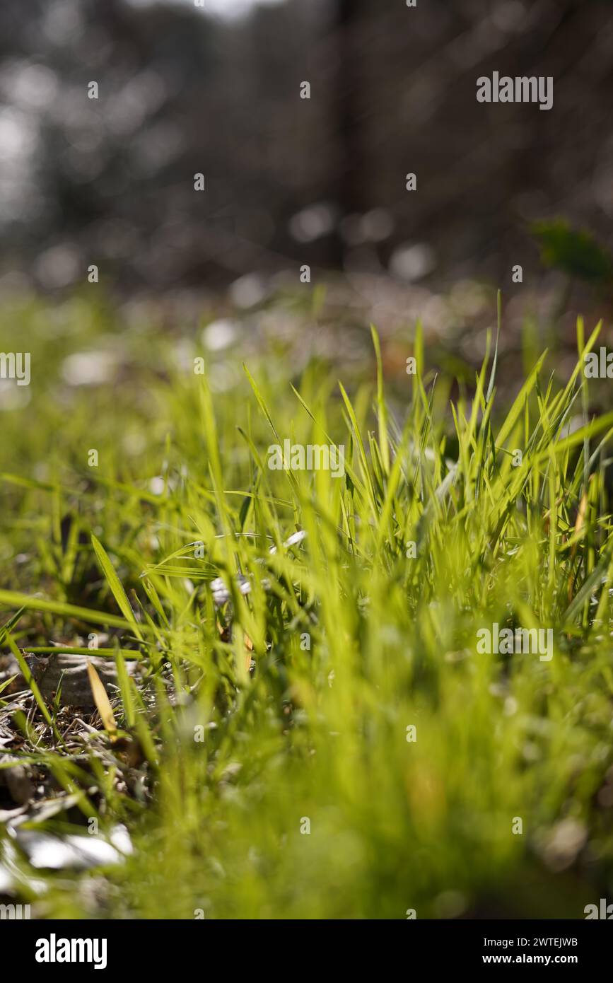 Un closuep di erba verde alta Foto Stock