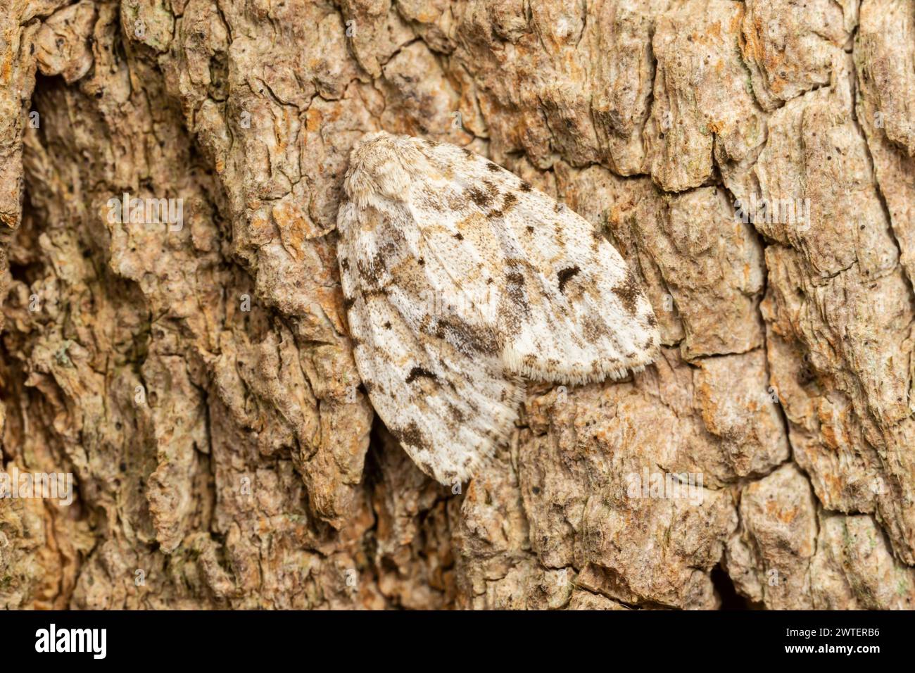 Piccolo Lichen Moth bianco (Clemensia albata) Foto Stock