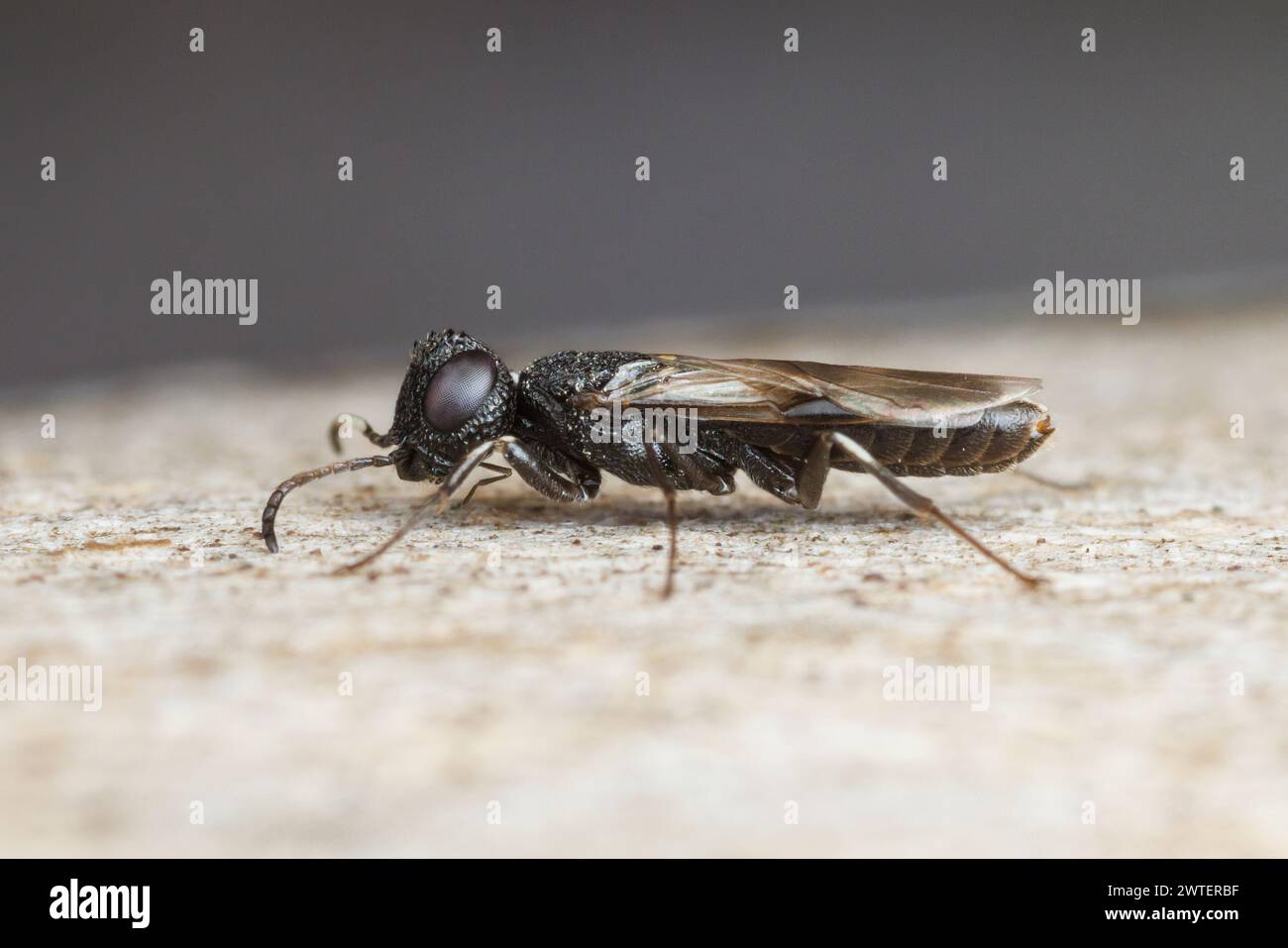 Vespa di legno parassita (Orussus minutus) - maschio Foto Stock