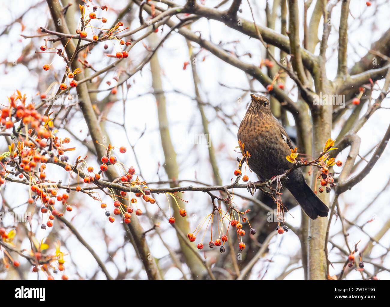 Femmina Blackbird 'Turdus merula' arroccata sul ramo di Rowan o albero di frassino di montagna 'Sorbus aucuparia' con bacche rosse. Pioggia sulle piume. Irlanda Foto Stock