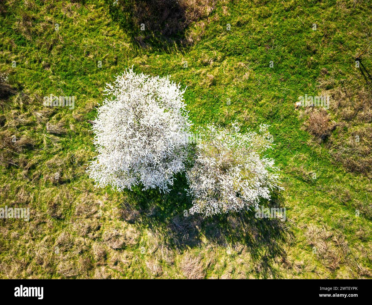 Vista aerea degli alberi da frutto fioriti nel frutteto. Sfondo dello scenario primaverile. Splendido paesaggio di campagna dalla vista dei droni. Foto Stock