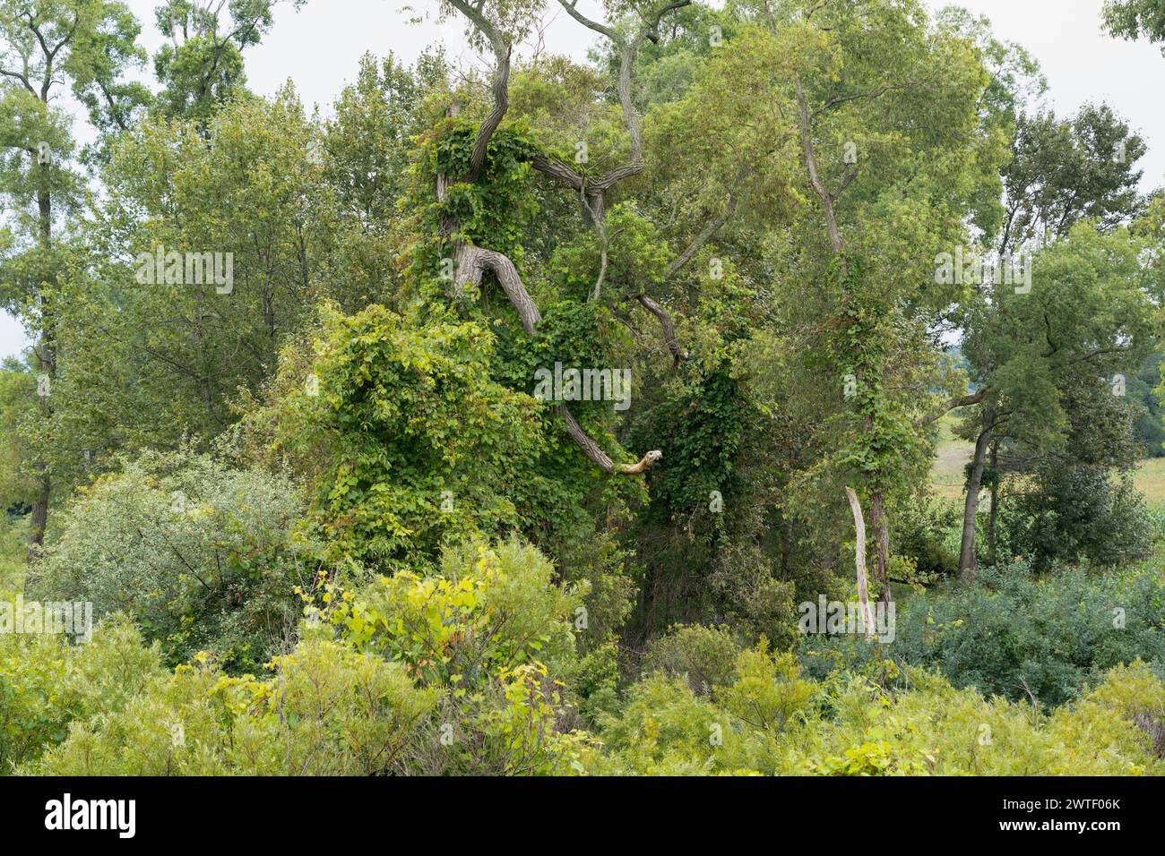 Il ramo dell'albero sembra un serpente gigante. Foto Stock