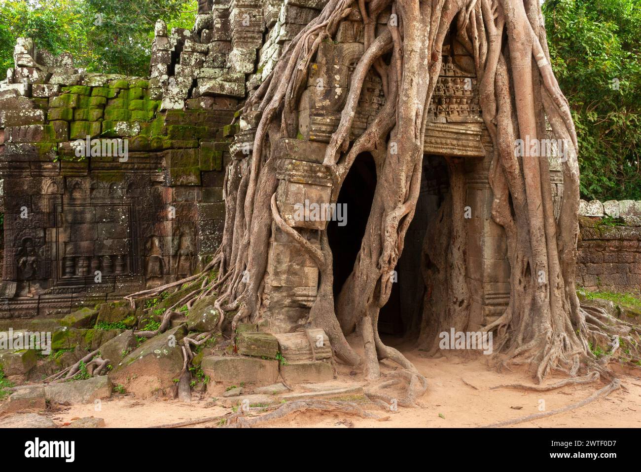 Radici di un albero di fico strangolatore che copre una porta e ingresso al tempio Ta Som ad Angkor vicino a Siem Reap in Cambogia nel sud-est asiatico Foto Stock