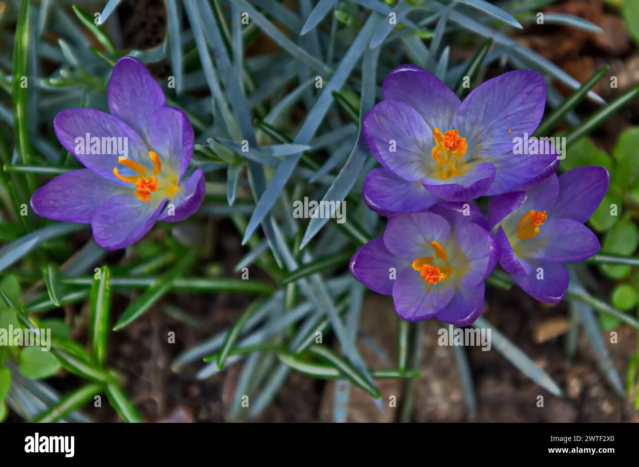 Bella primavera viola crocus nel giardino, Sofia, Bulgaria Foto Stock